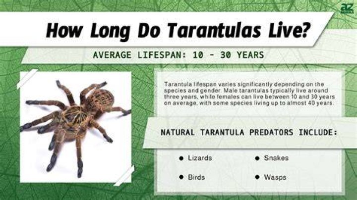 How long do tarantulas live for