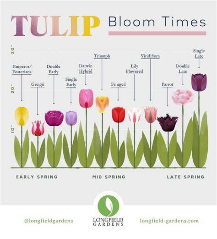 How long do tulips bloom indoors