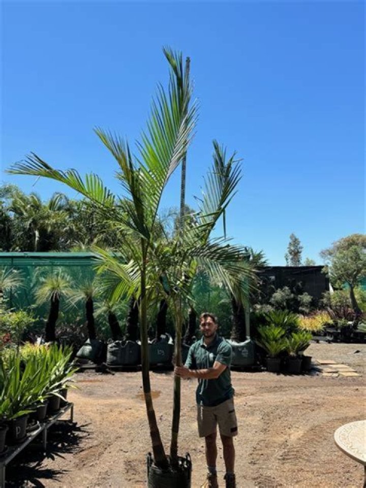 How long does a Kentia palm take to grow