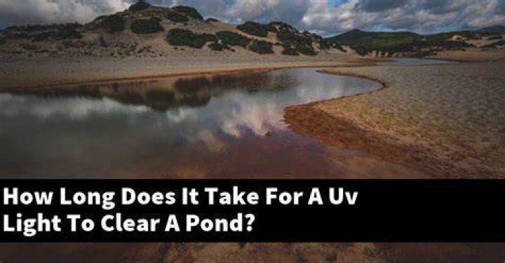 How long does a UV filter take to clear a pond