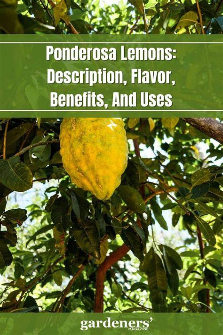 How long does it take a Ponderosa lemon to ripen