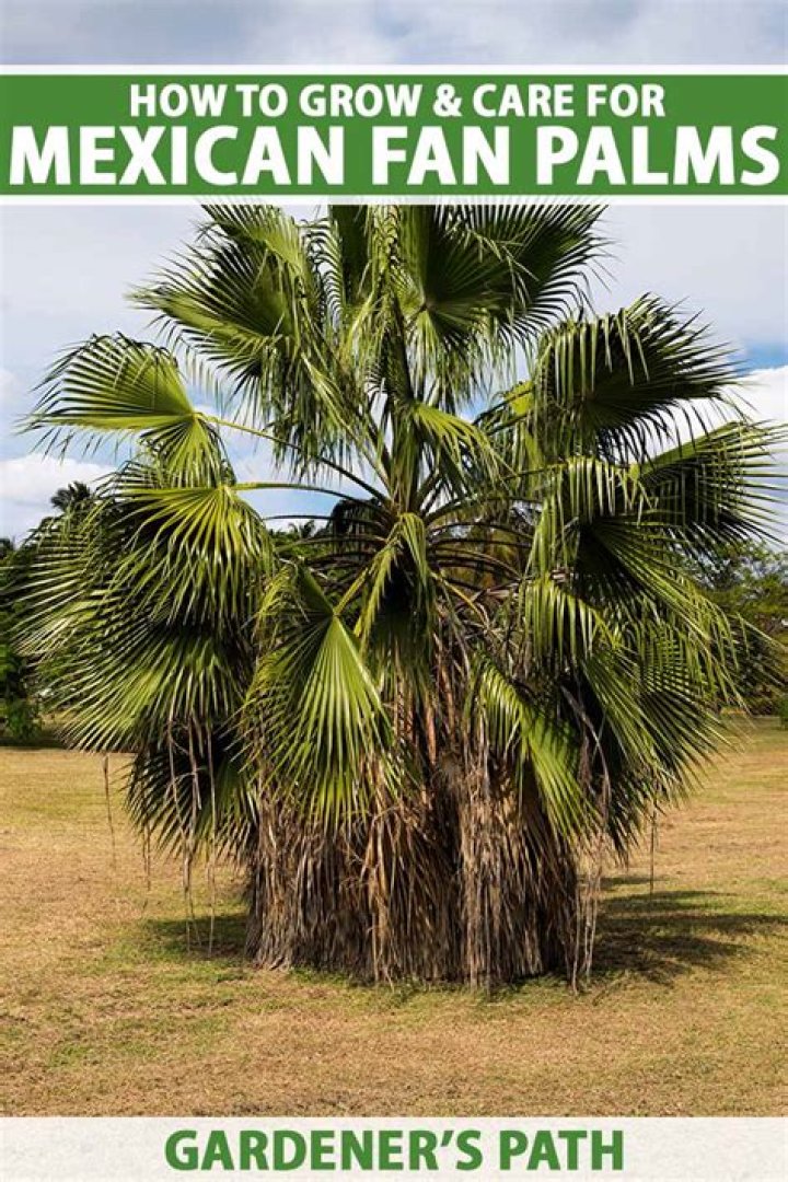 How long does it take for a fan palm to grow