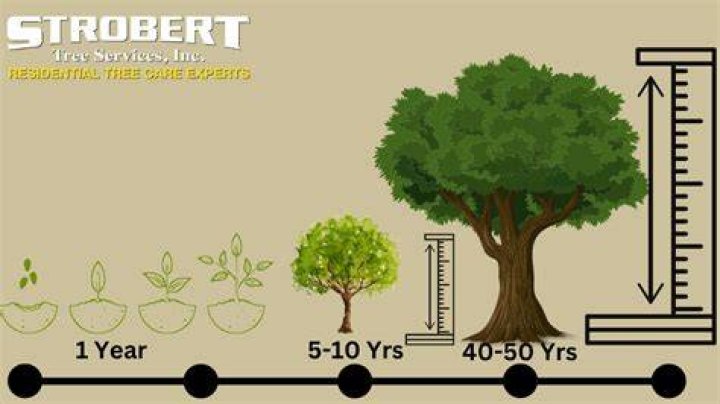 How long does it take for a nut tree to grow
