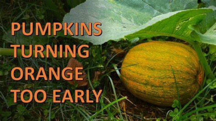 How long does it take for a pumpkin to turn orange