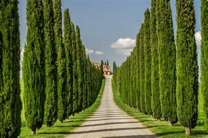 How long does it take for cypress trees to grow