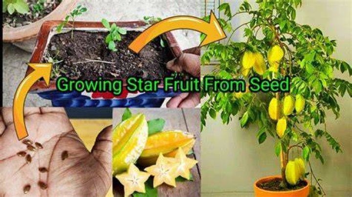 How long does it take for star fruit seeds to germinate