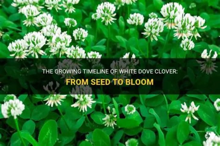 How long does it take for white clover seeds to germinate