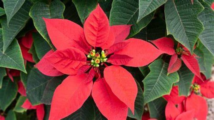 How long does it take poinsettias to turn red