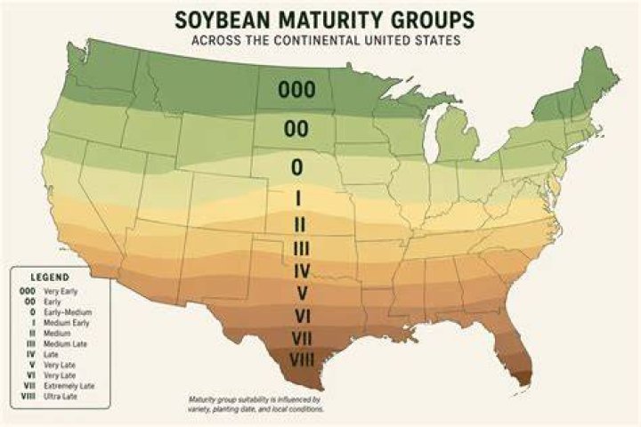 How long does it take to grow a soybean