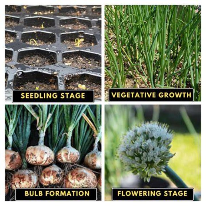 How long does it take to grow onions from sets