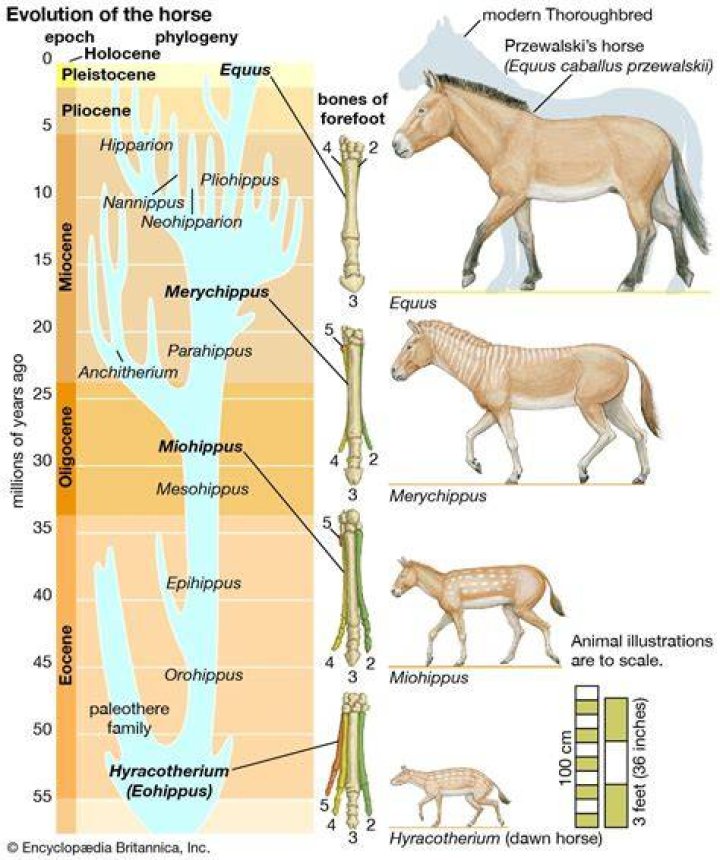 How long have horses been domesticated for