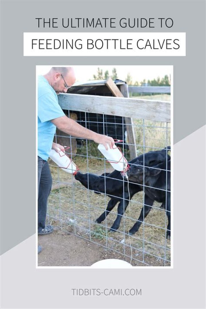 How long should calves be bottle fed
