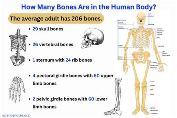 How many bones are in a human body at birth