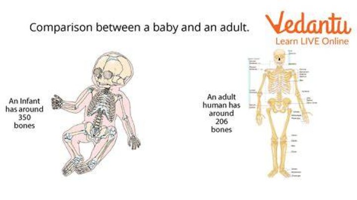 How many bones does the human body have at adulthood