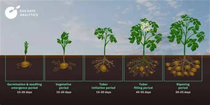 How many days does it take to grow potatoes