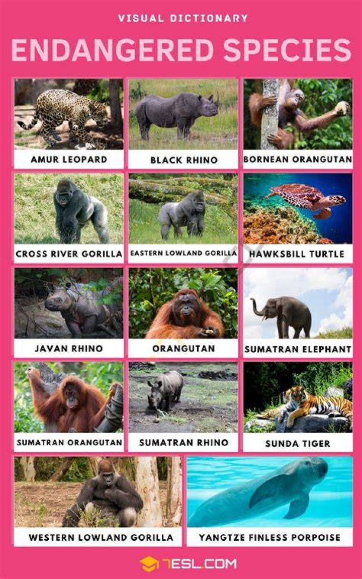 How many endangered species are in Indiana