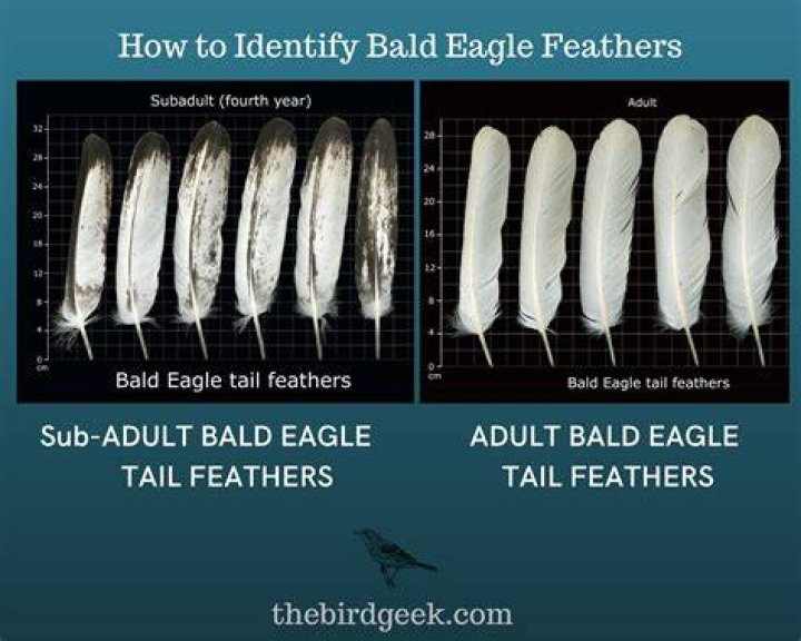 How many feathers do a bald eagle have