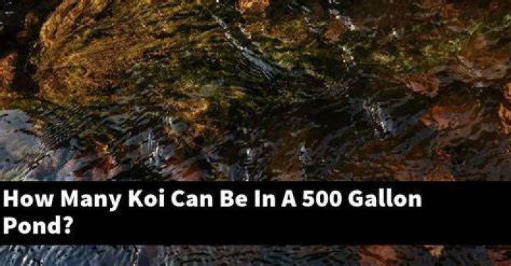 How many fish can I put in a 500 gallon pond
