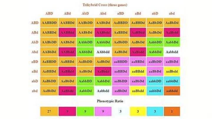 How many gametes are produced in a Trihybrid cross