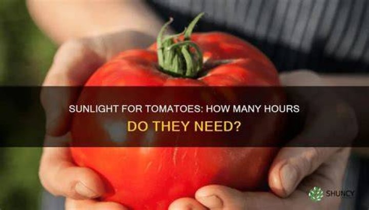 How many hours of sunlight does a tomato plant need