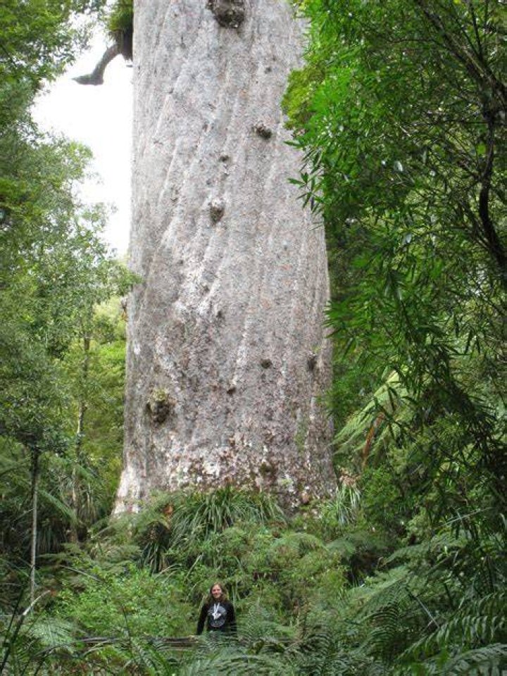 How many kauri trees are left in NZ