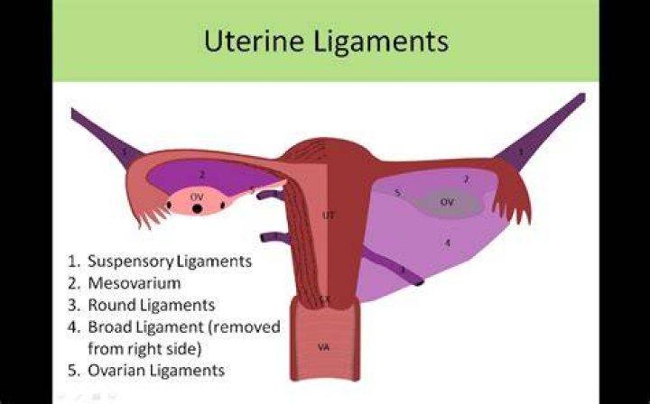 How many ligaments hold the uterus in place