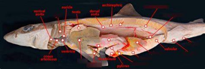 How many lobes does the liver have in a dogfish shark