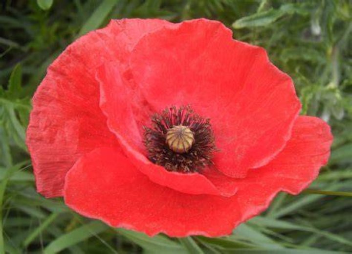 How many petals does an Icelandic poppy have