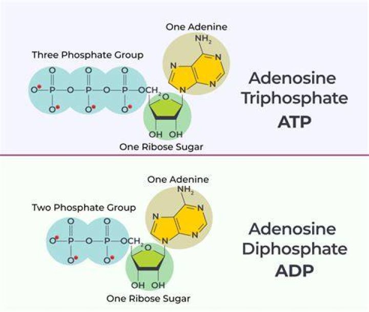 How many phosphates does ADP have