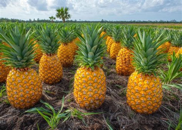 How many pineapples are there