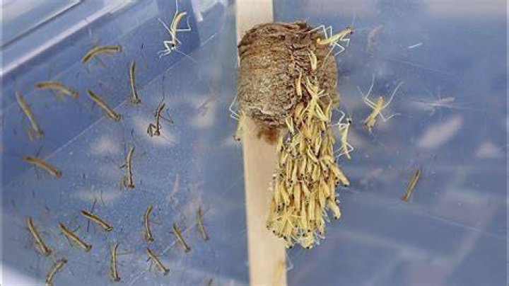 How many praying mantis are in a egg case