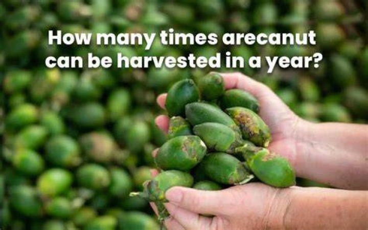 How many times a year is coffee harvested