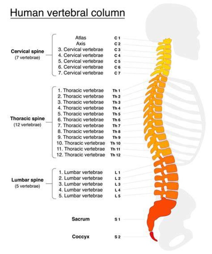 How many vertebrae are there in each region