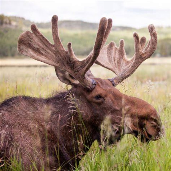 How much are moose antlers worth in Alaska