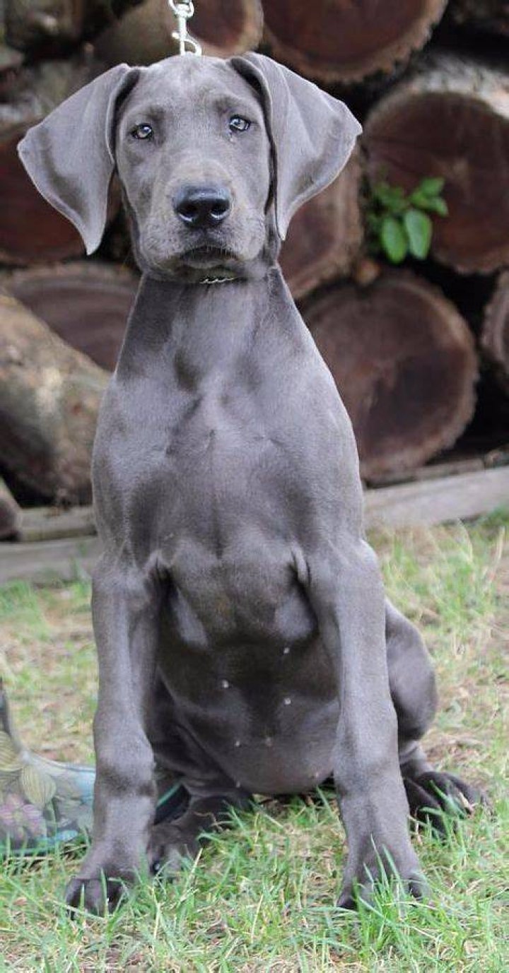 How much do blue Great Danes cost