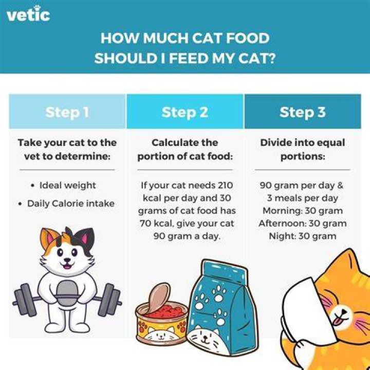 How much do you feed a mouse