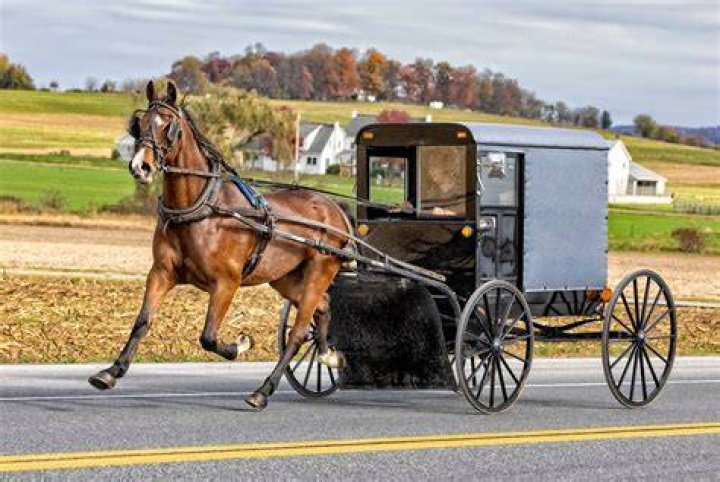 How much is a horse and buggy