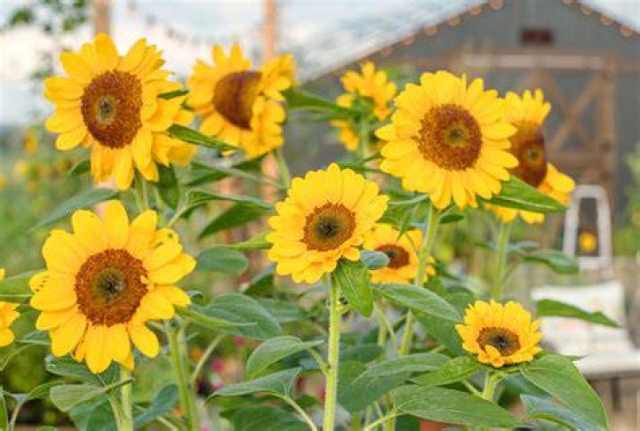 How much money can you make growing sunflowers