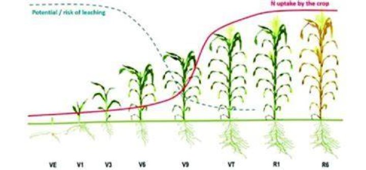 How much nitrogen does grain sorghum need