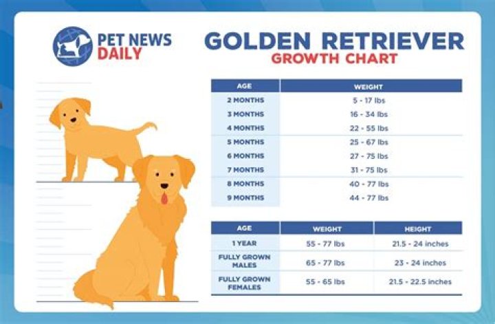 How much should a Golden Retriever weight at 6 months