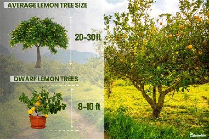 How much space does a dwarf lemon tree need
