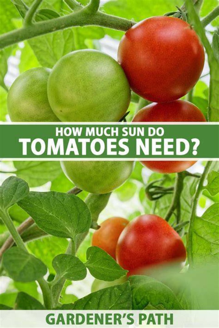 How much sun do grape tomatoes need