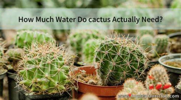 How much water do you need to give a cactus