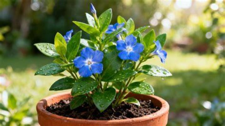How often should I water Periwinkle