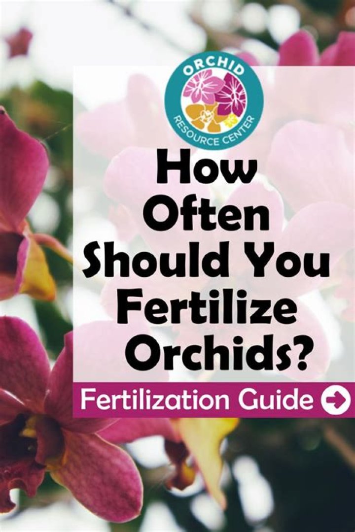 How often should you fertilize flowers