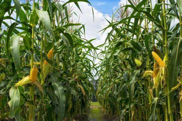 How tall does maize grow