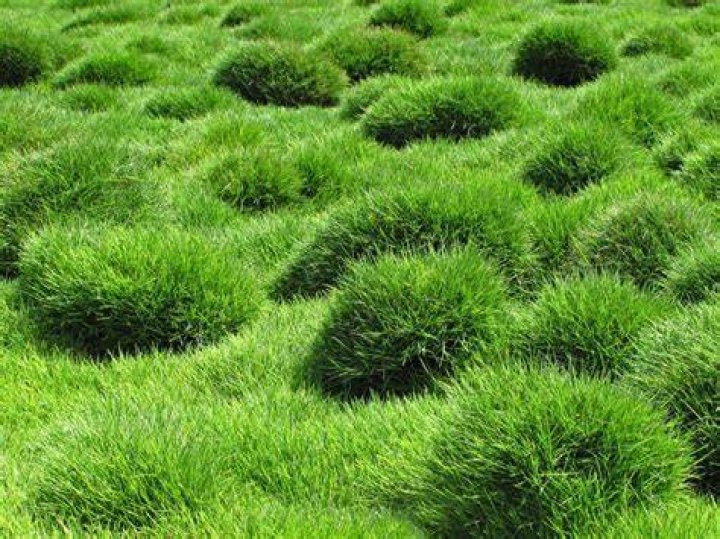 How tall does Zoysia grass get