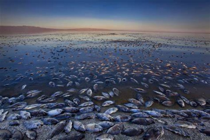 How toxic is the Salton Sea
