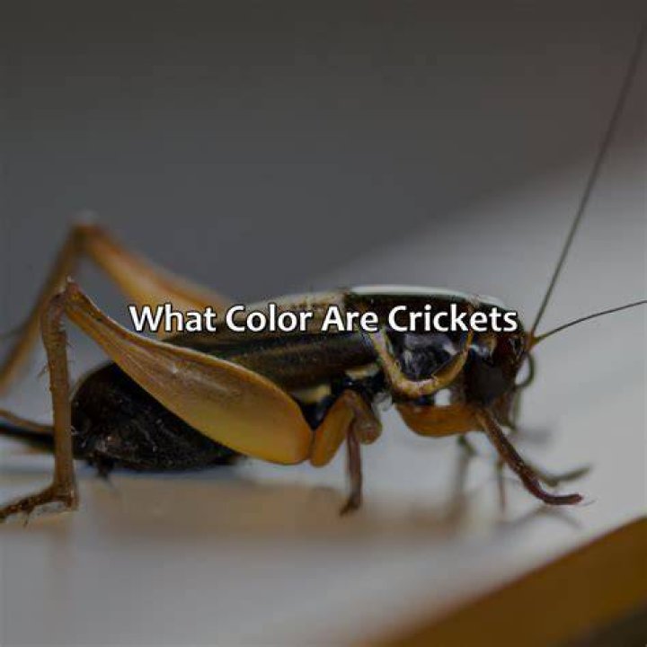 How well can Crickets see