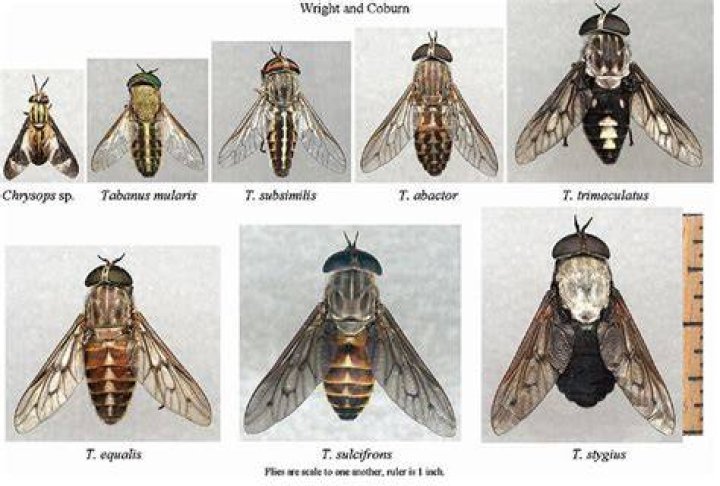 Is a Botfly the same as a horse fly